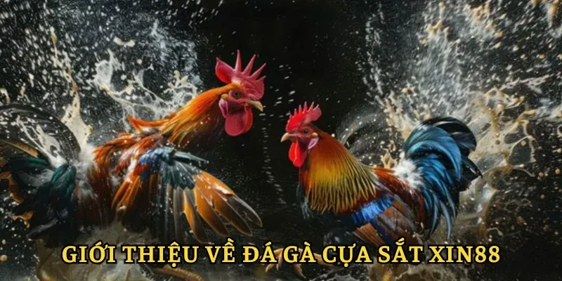 Đá Gà Cựa Sắt XIN88 - Tham Gia Vào Những Trận Đấu Kịch Tính 2 Giới thiệu đôi nét về hình thức chọi kê hấp dẫn
