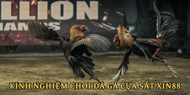 Đá Gà Cựa Sắt XIN88 - Tham Gia Vào Những Trận Đấu Kịch Tính 5 Kinh nghiệm chơi chắc thắng
